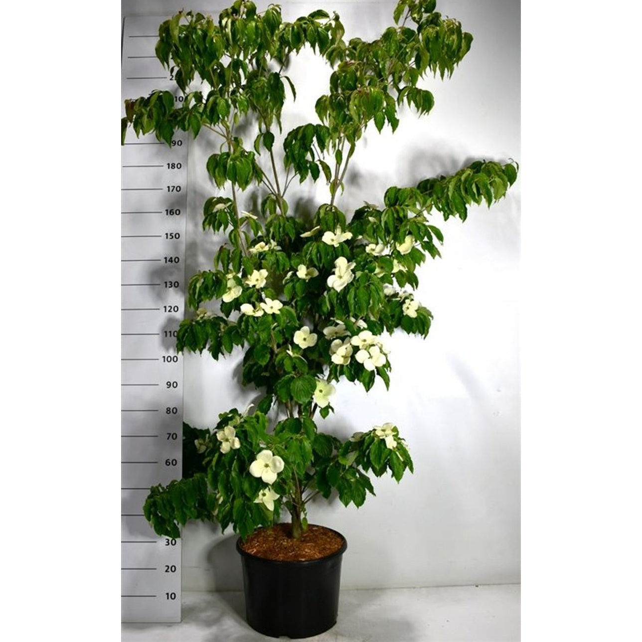 Japansk blomsterkornell – Cornus kousa 'Teutonia' - C25 175-200 cm.